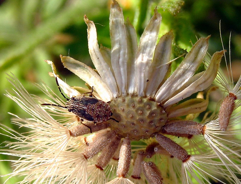 Nysius cymoides (?)